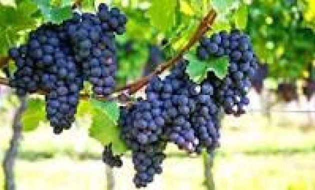 Bodega - Segunda Mano - Bullas - INV-0068