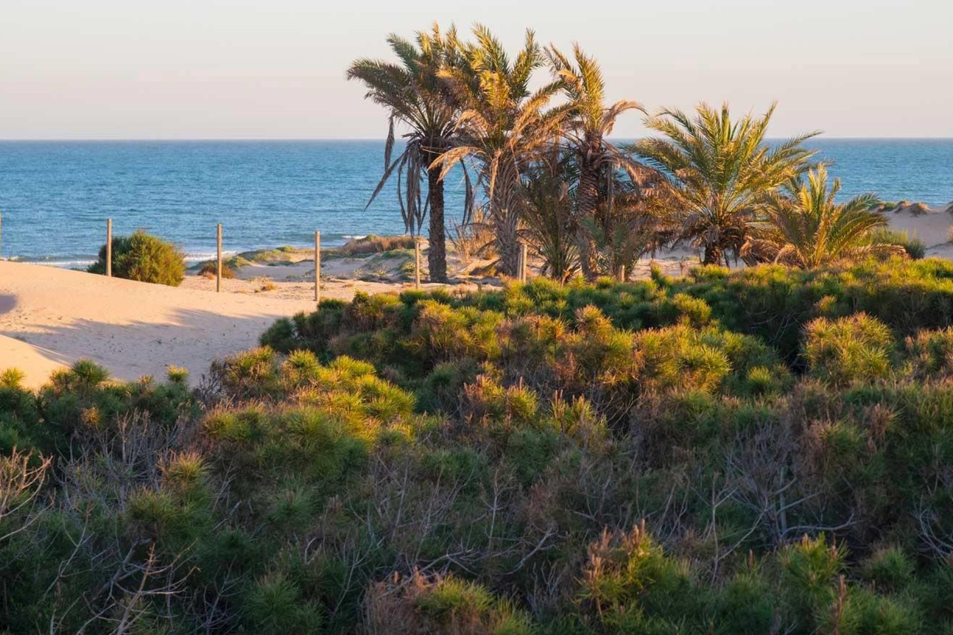 New Build - Apartment  - Guardamar del Segura - Avda del Puerto