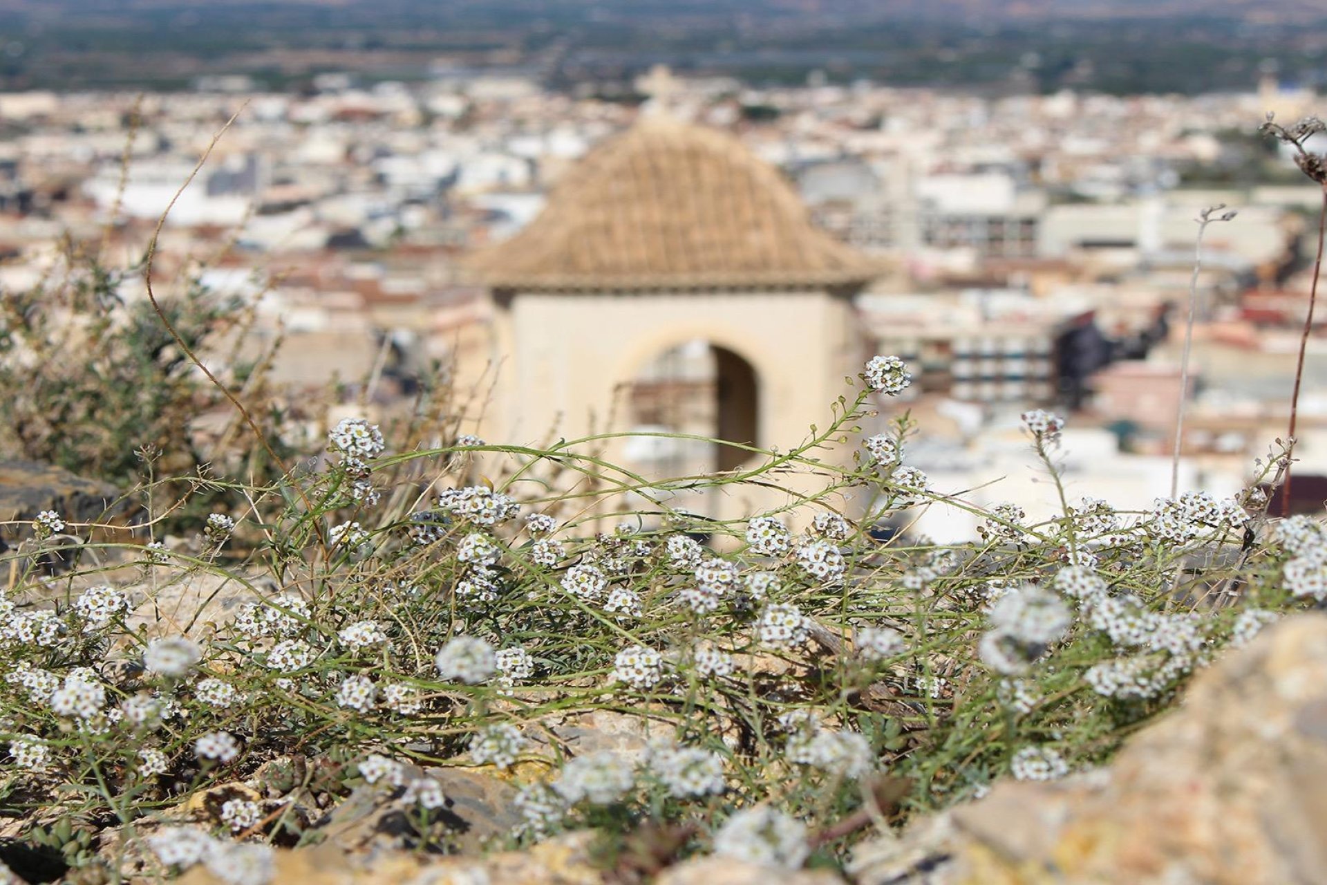 Nowy budynek - dom bliźniaczy - Cox