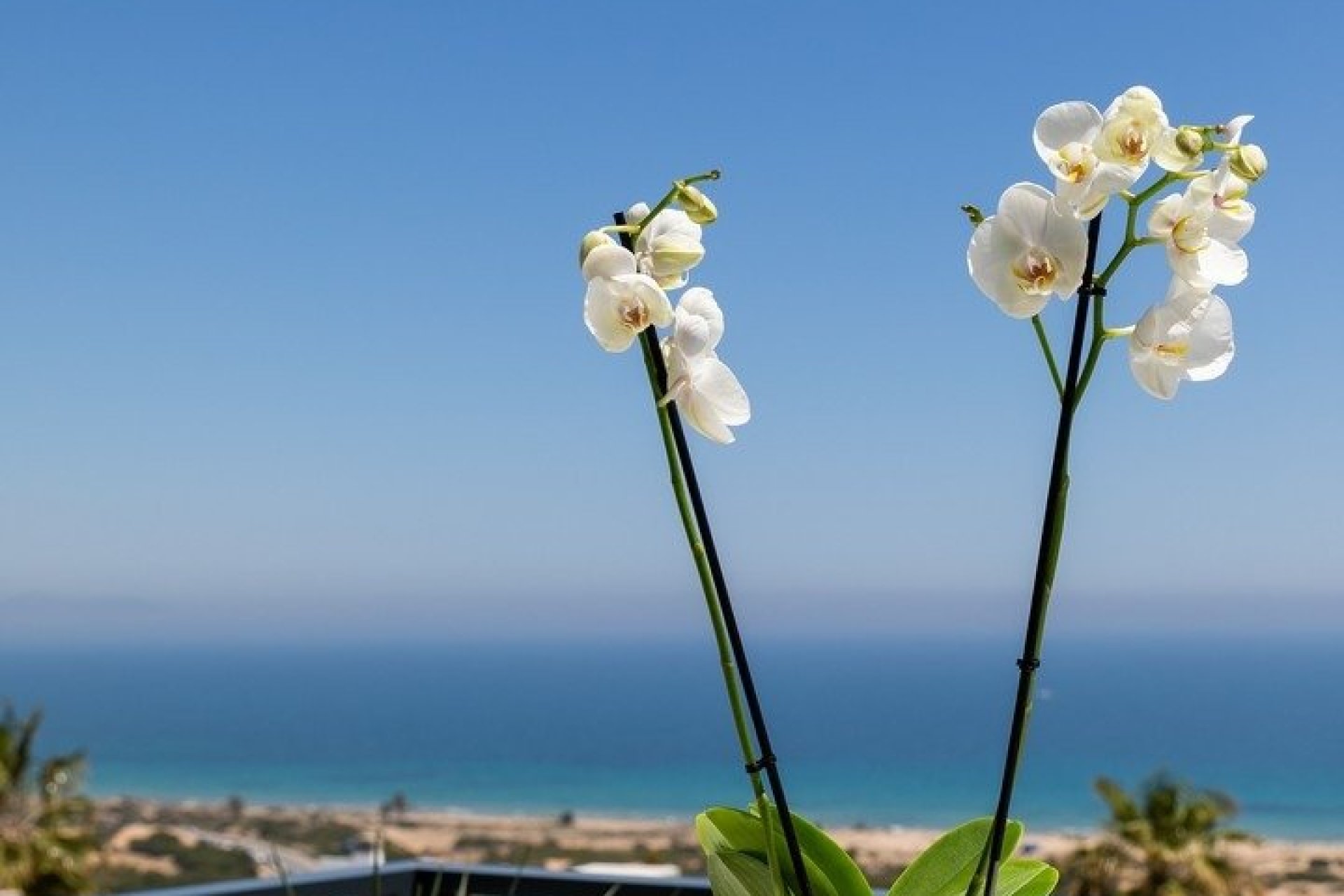 Obra nueva - Apartamento  - Santa Pola - Gran Alacant