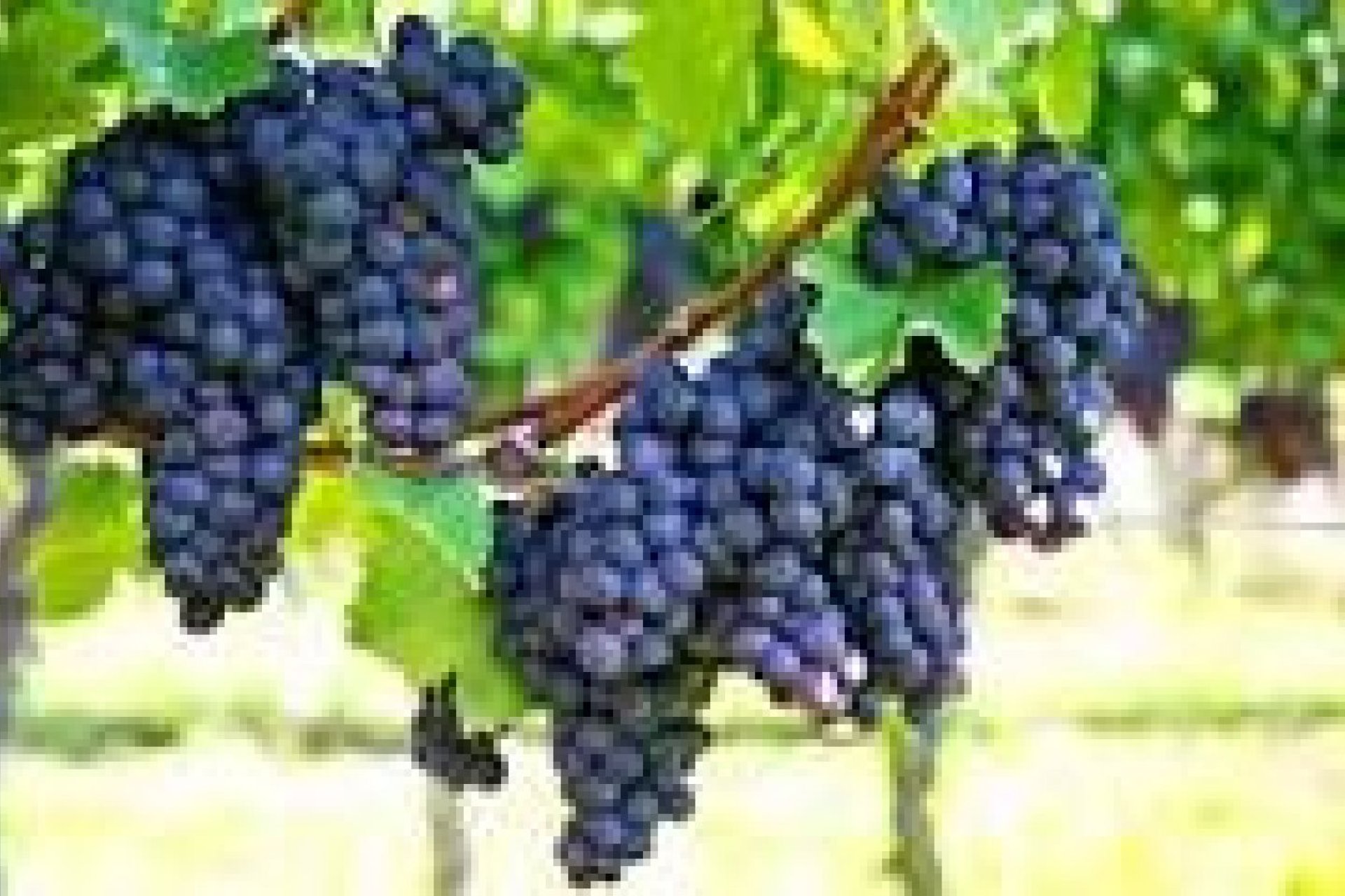 Resale - wine cellar - Bullas - La Copa