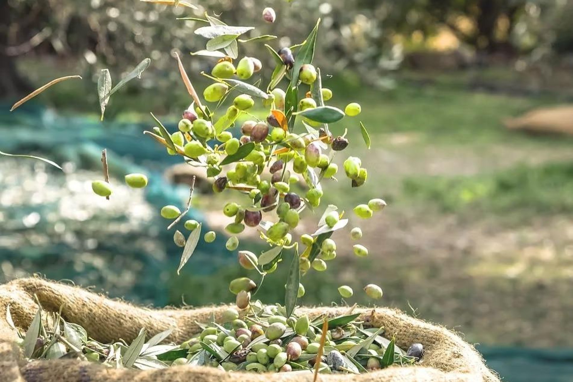 Revente - Olivar - Puerto Lumbreras - Nogalte