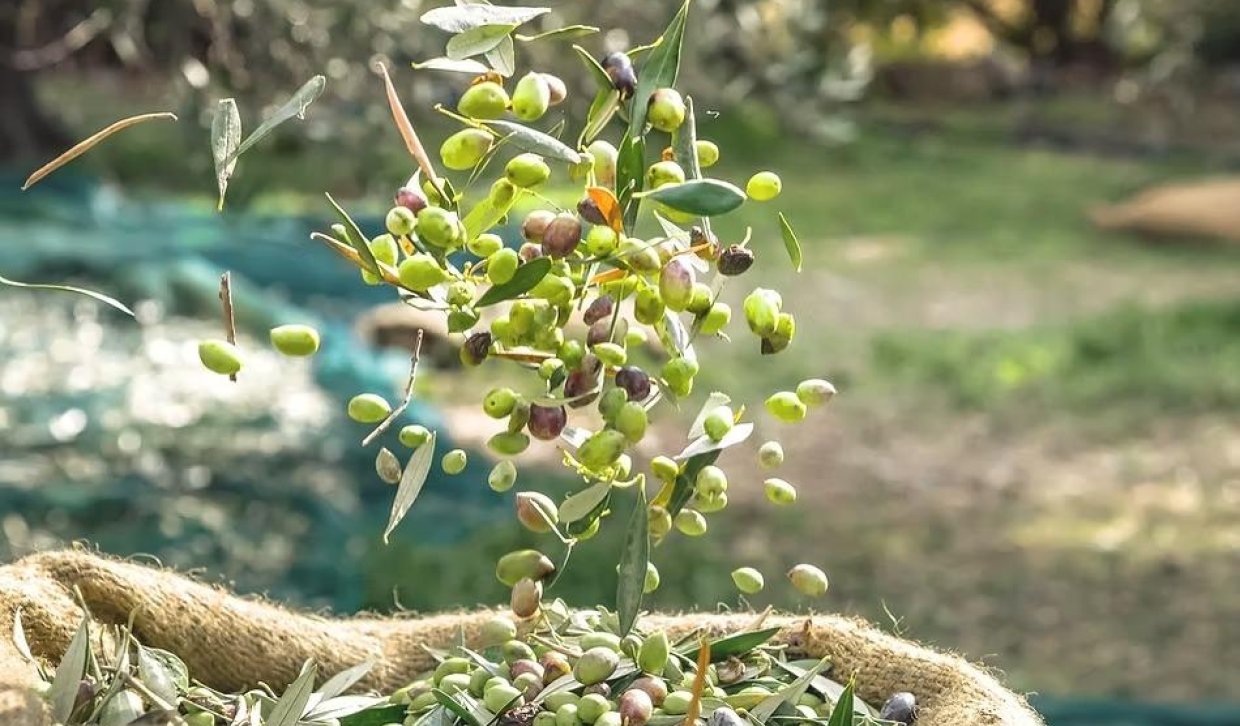 Revente - Olivar - Murcia - Rincón de Seca