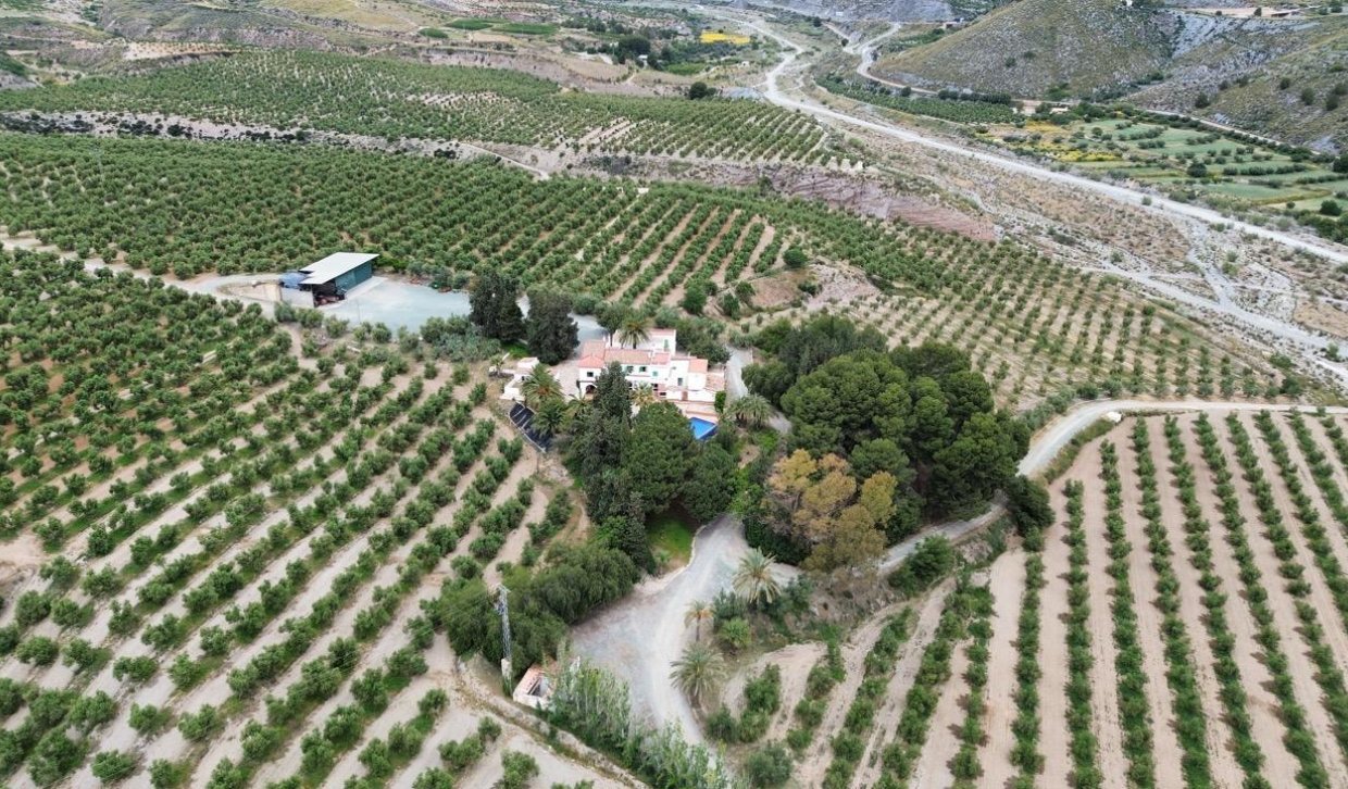 Revente - Olivar - Murcia - Rincón de Seca