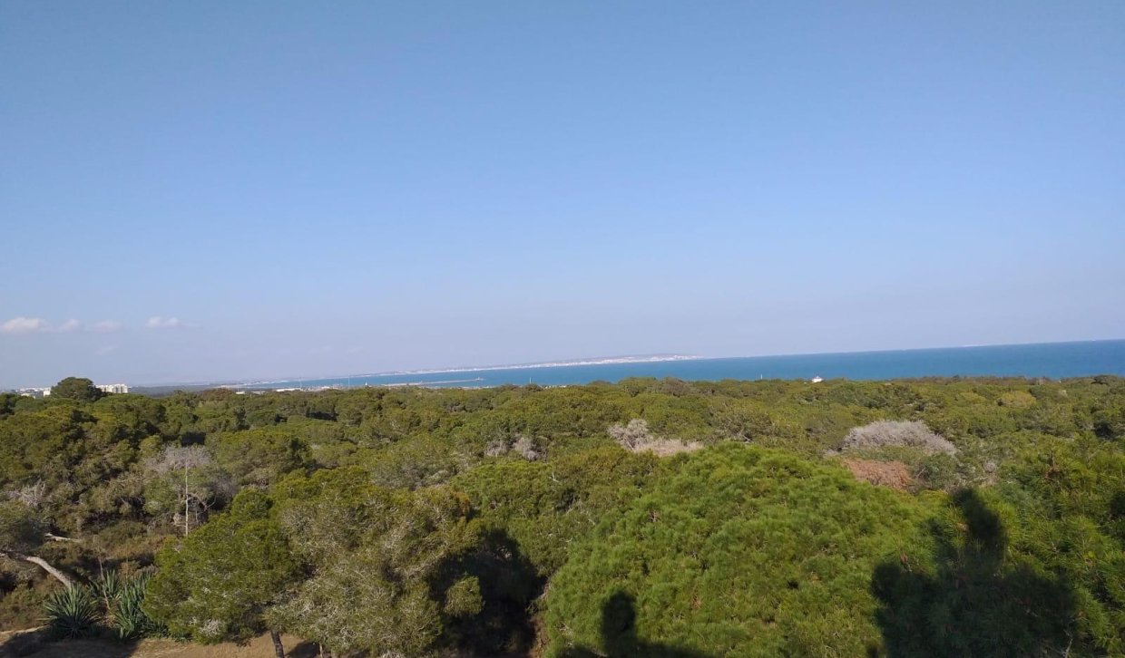 Obra nueva - Planta baja - Guardamar del Segura - Pueblo