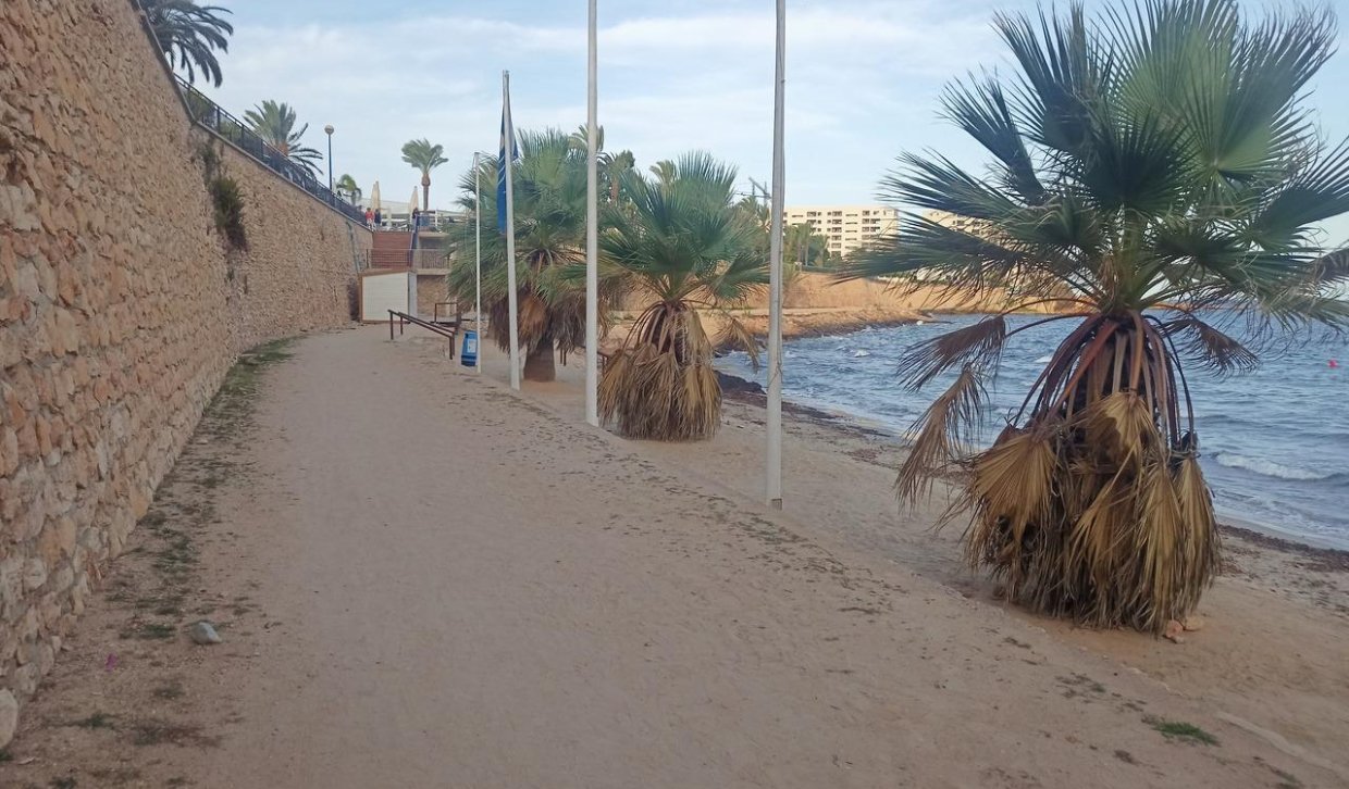 Alquiler - Apartamento  - Orihuela Costa - Punta Prima