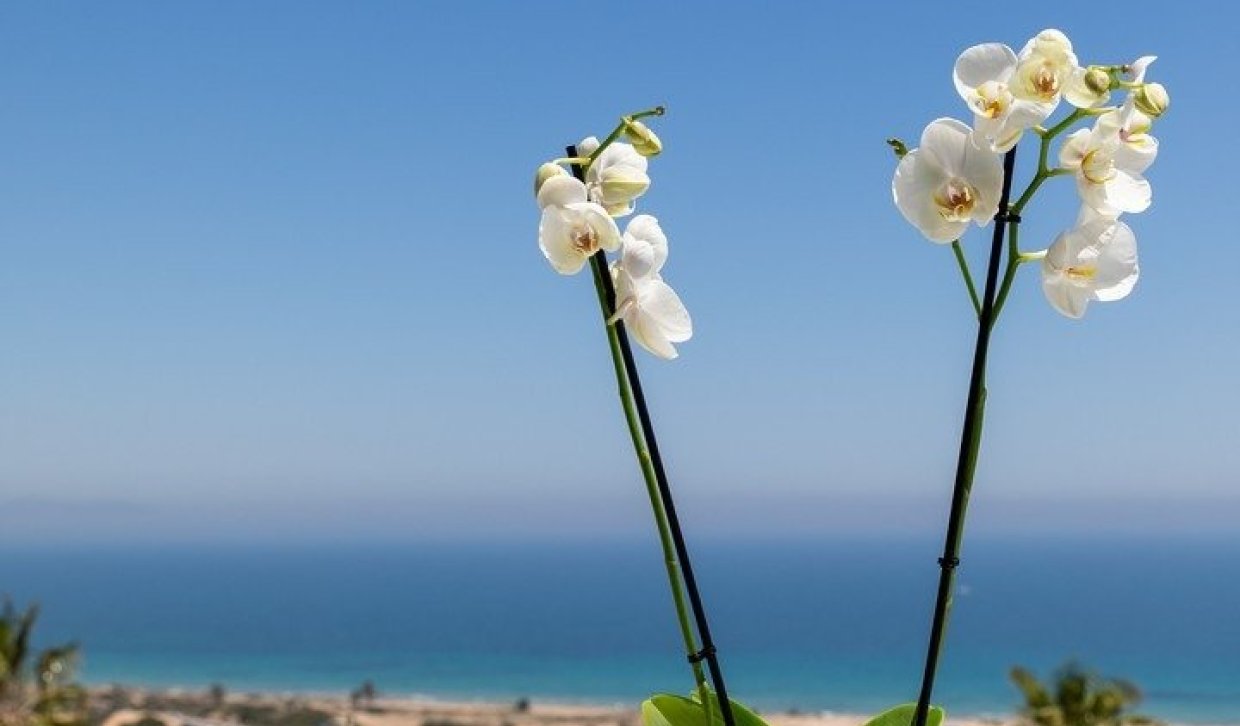 New Build - Apartment  - Santa Pola - Gran Alacant