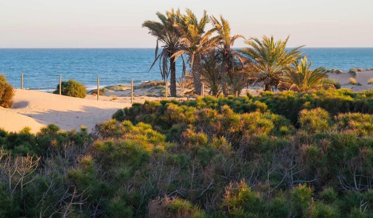 Nouvelle construction - Penthouse - Guardamar del Segura - Avda del Puerto