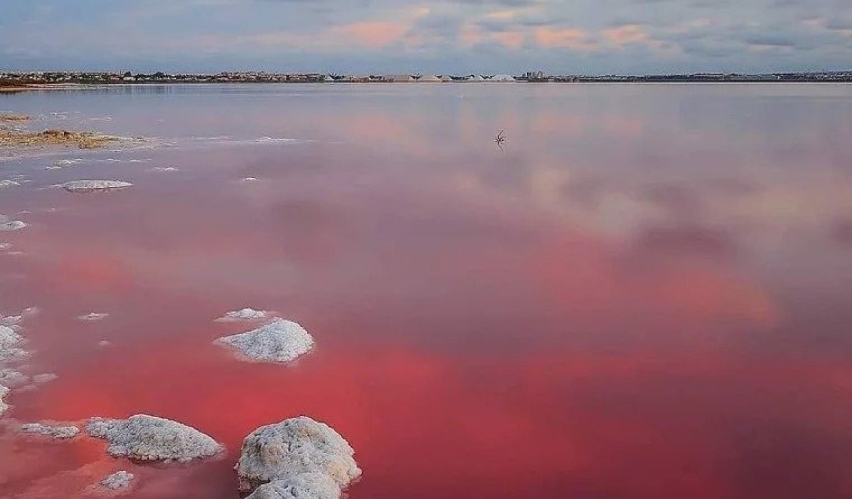 Nowy budynek - Villa - Torrevieja - Lago Jardín II